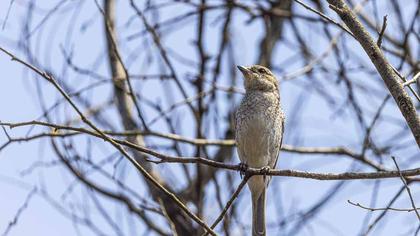 Woodchat Shrike