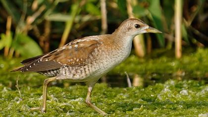 Little Crake