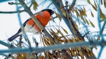 Eurasian Bullfinch