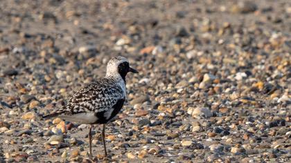 Grey Plover
