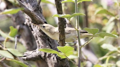 Eastern Olivaceous Warbler
