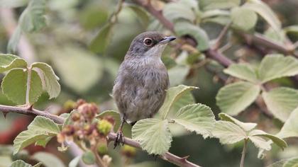 Sardinian Warbler