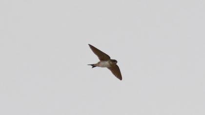 Common House Martin