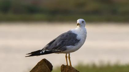 Yellow-legged Gull