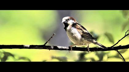House Sparrow