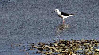 Black-winged Stilt