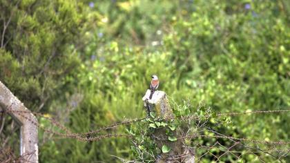 Red-backed Shrike