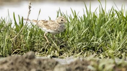 Turkestan Short-toed Lark
