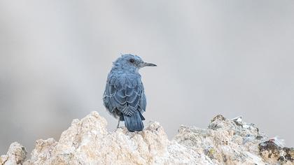 Blue Rock Thrush