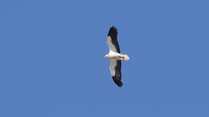 Egyptian Vulture