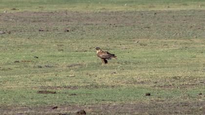 Long-legged Buzzard