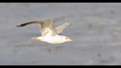 Yellow-legged Gull