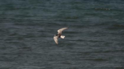 White-winged Tern