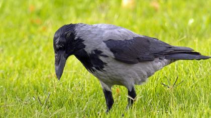 Hooded Crow