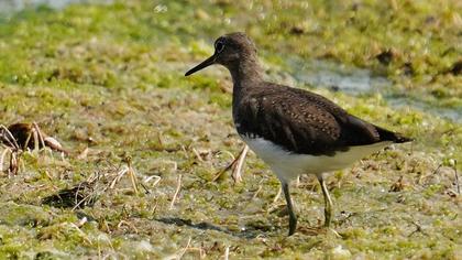 Green Sandpiper