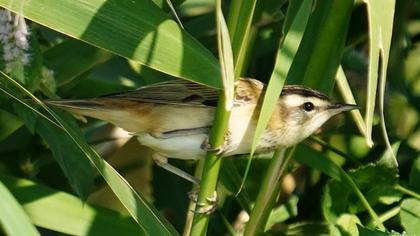 Sedge Warbler