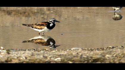 Ruddy Turnstone
