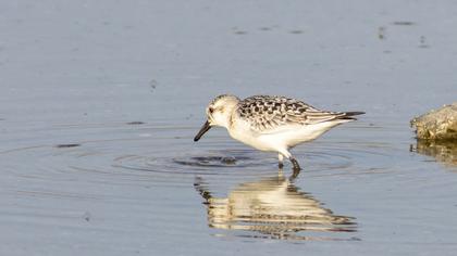 Sanderling