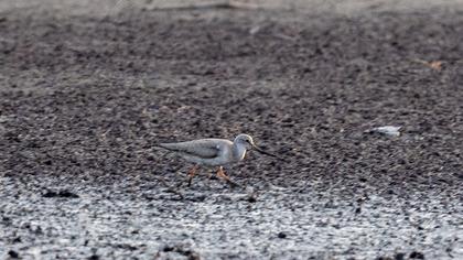 Terek Sandpiper