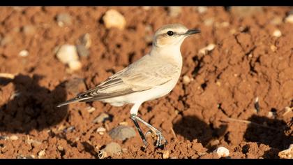 Northern Wheatear