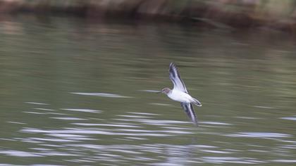 Common Sandpiper
