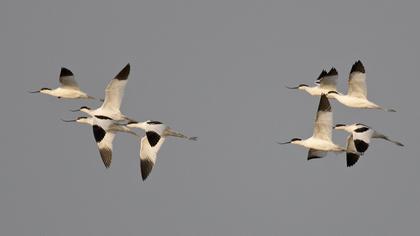 Pied Avocet