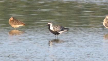 Grey Plover