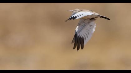 Greater Hoopoe-Lark