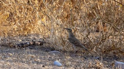 Tawny Pipit