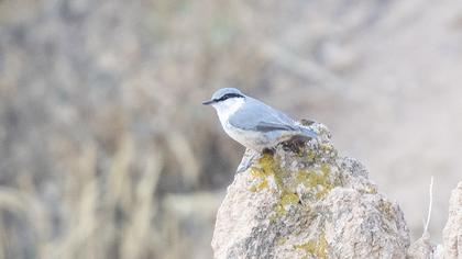 Western Rock Nuthatch