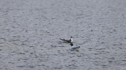 Little Gull