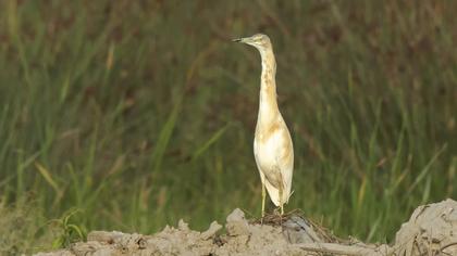 Squacco Heron