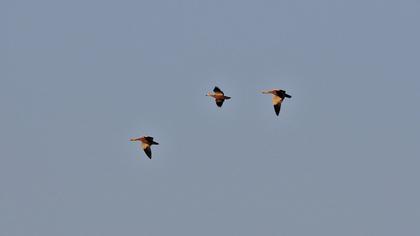 Ruddy Shelduck