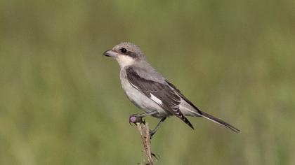 Lesser Grey Shrike