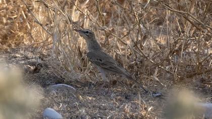 Tawny Pipit