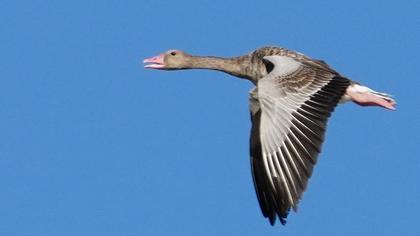 Greylag Goose