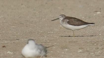 Common Greenshank