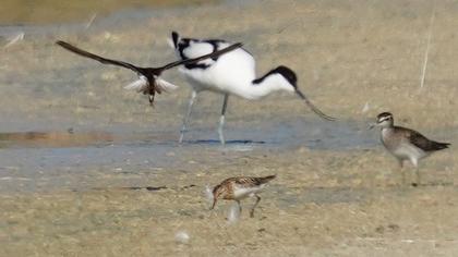 Little Stint