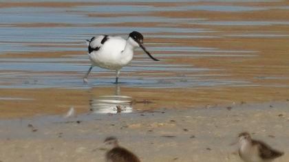 Pied Avocet