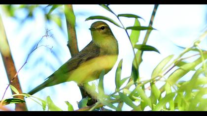 Willow Warbler