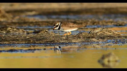 Common Ringed Plover