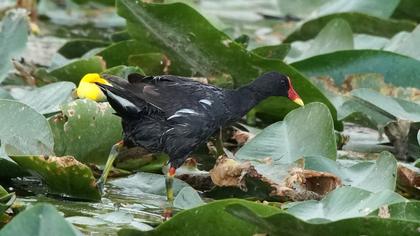 Common Moorhen