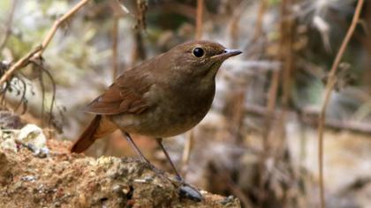 Thrush Nightingale
