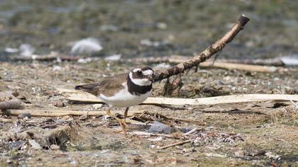 Common Ringed Plover