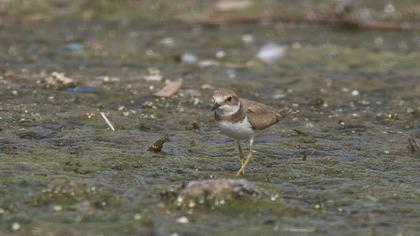 Little Ringed Plover