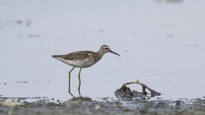 Wood Sandpiper