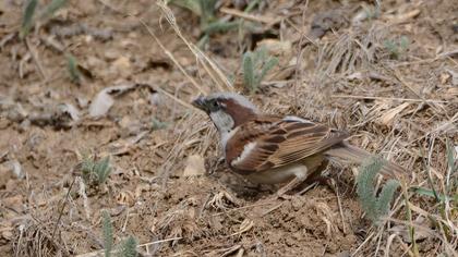 House Sparrow