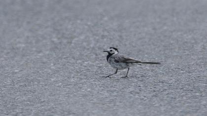 White Wagtail
