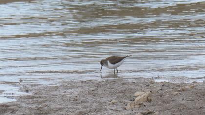 Common Sandpiper