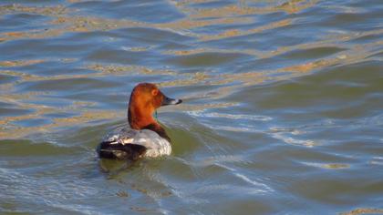 Common Pochard